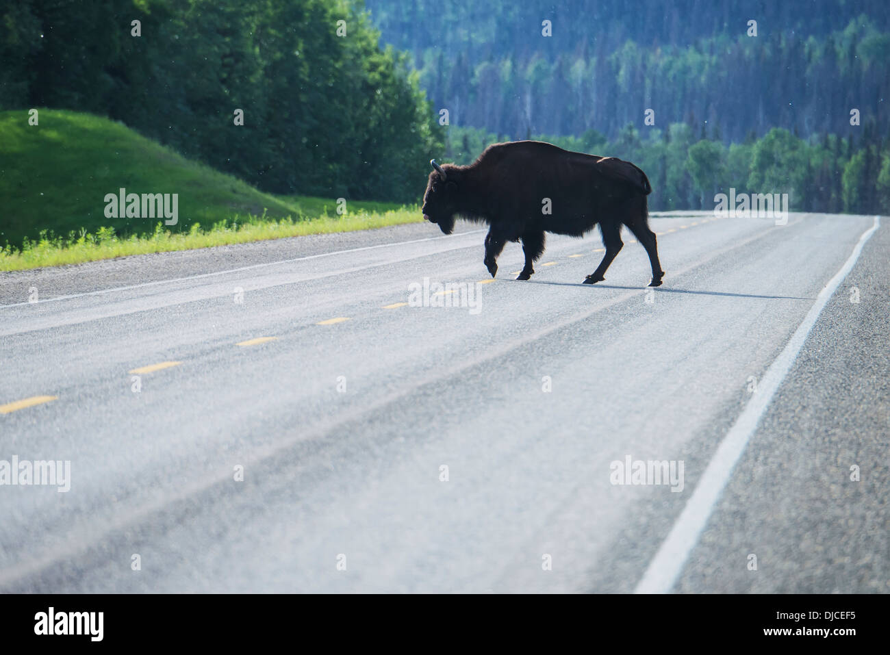Wood Bison (Bison Bison Athabascae) On Alaska Highway Near Liard Hot