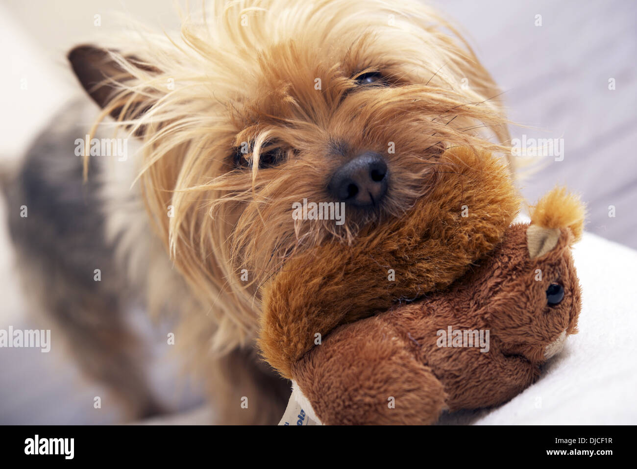 Small Dog Play with Plushy Toy. Four Years Old Australian Silky Terrier