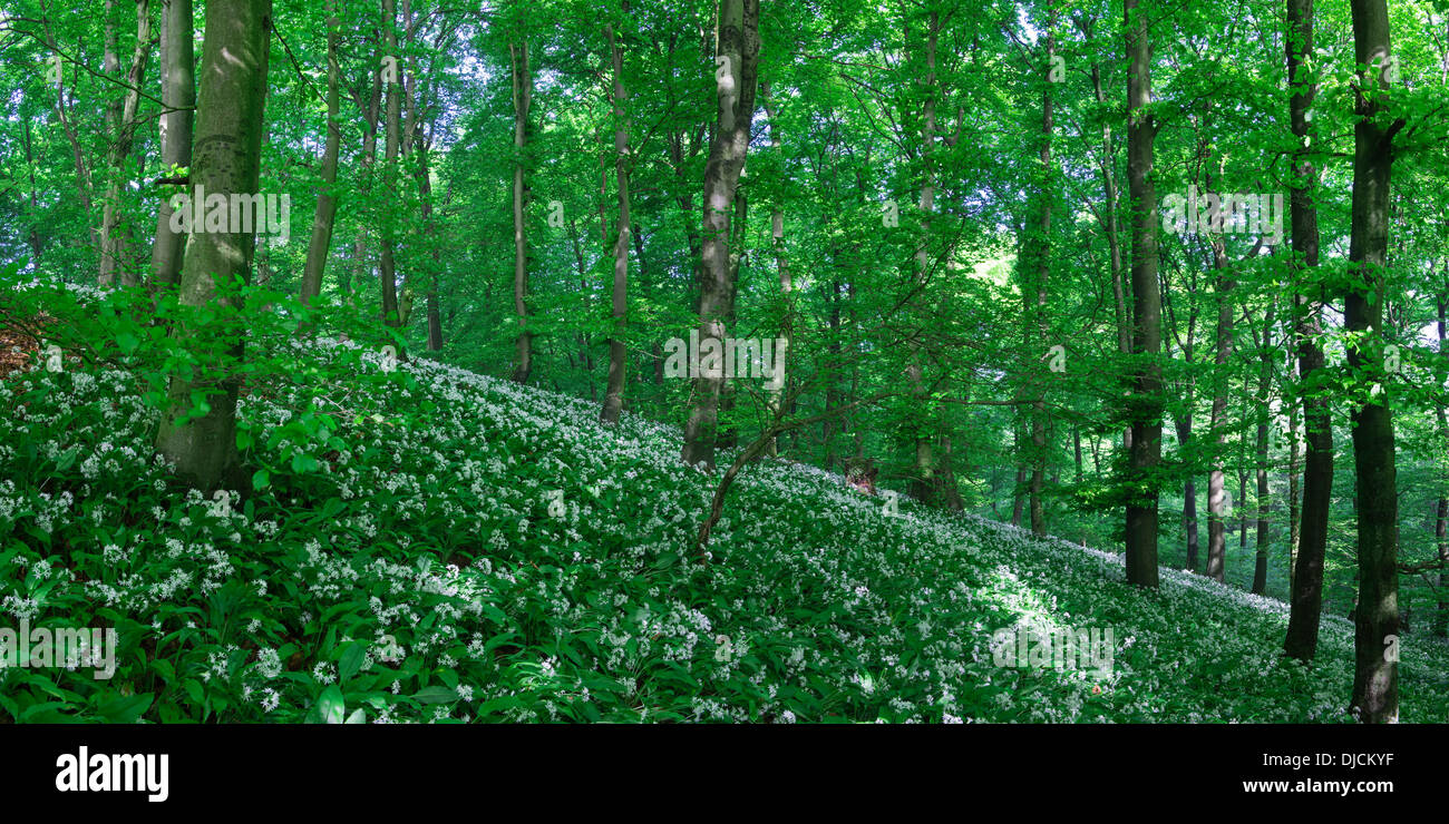Ramsoms plants hi-res stock photography and images - Alamy