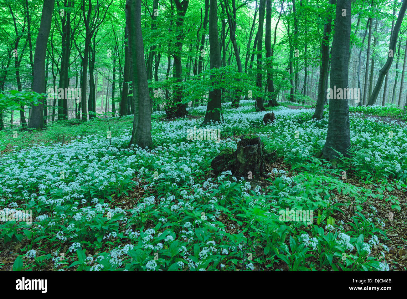 ramsoms in beech forest, germany Stock Photo