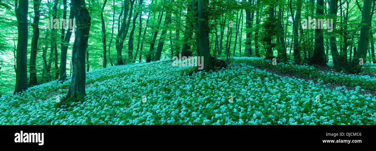 ramsoms in beech forest, germany Stock Photo