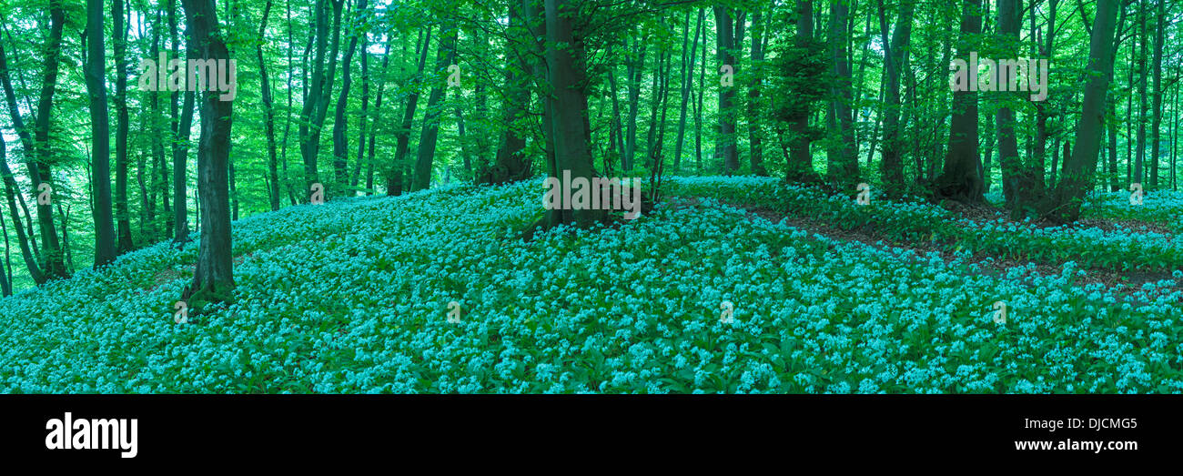 ramsoms in beech forest, germany Stock Photo