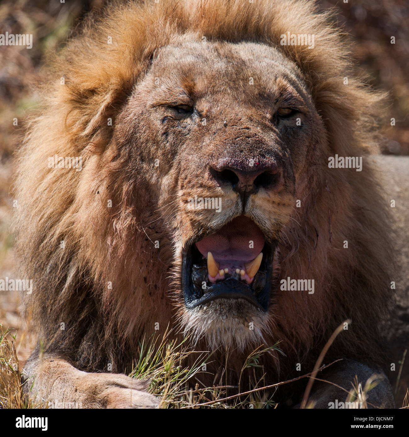 lion-panthera-leo-in-savuti-area-chobe-national-parc-botswana-stock