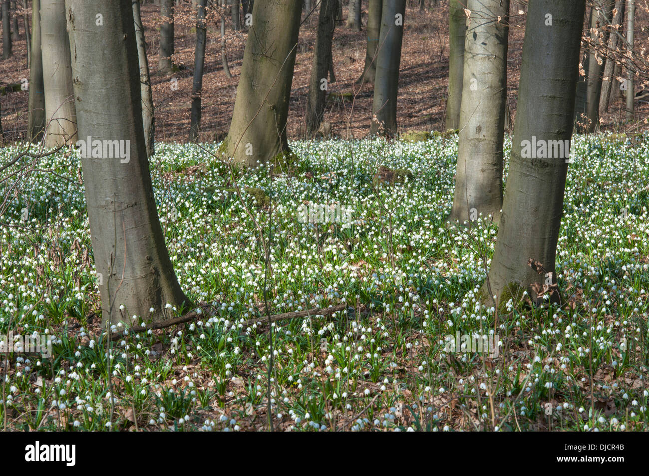 spring snowflake, leucojum vernum, germany Stock Photo