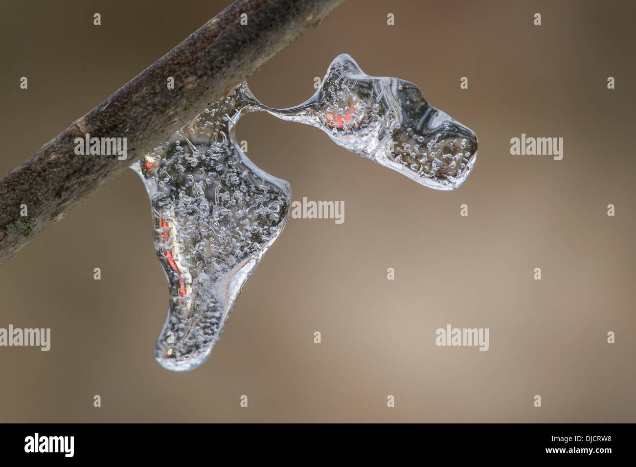 branch with ice Stock Photo