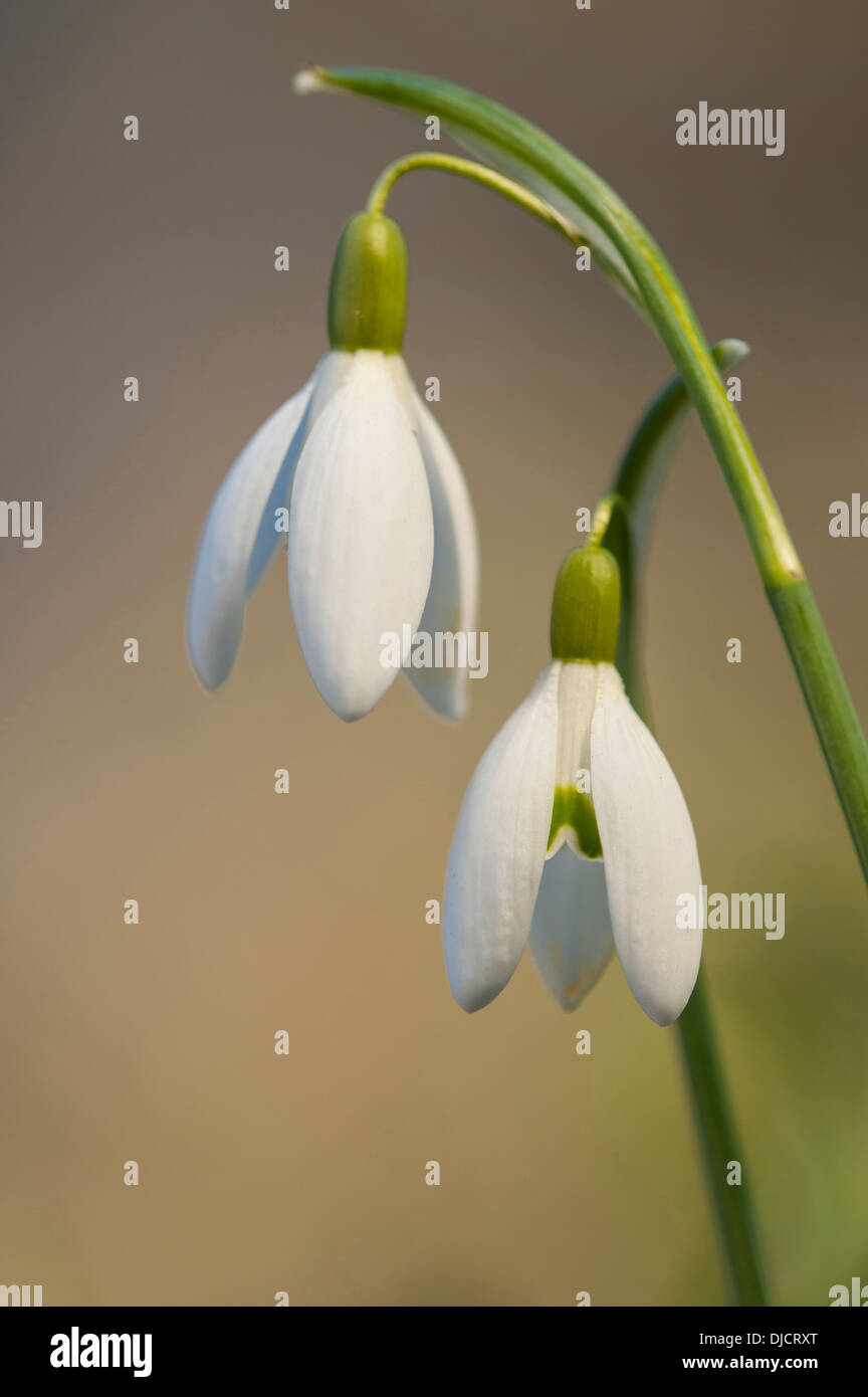 snowdrops, galanthus, germany Stock Photo