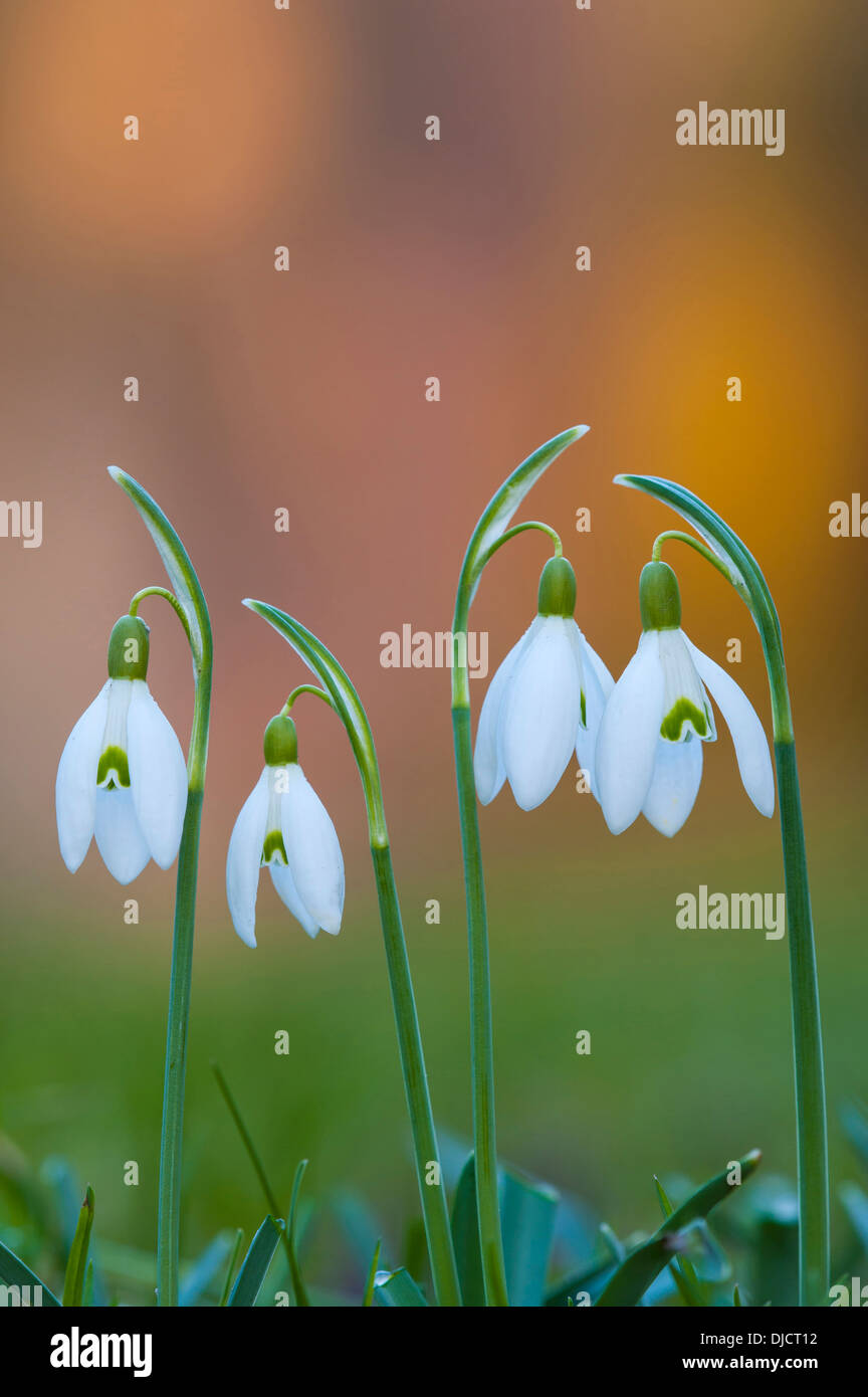 snowdrops, galanthus, germany Stock Photo