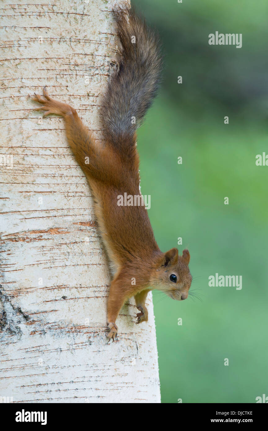 red squirrel, sciurus vulgaris, finland Stock Photo