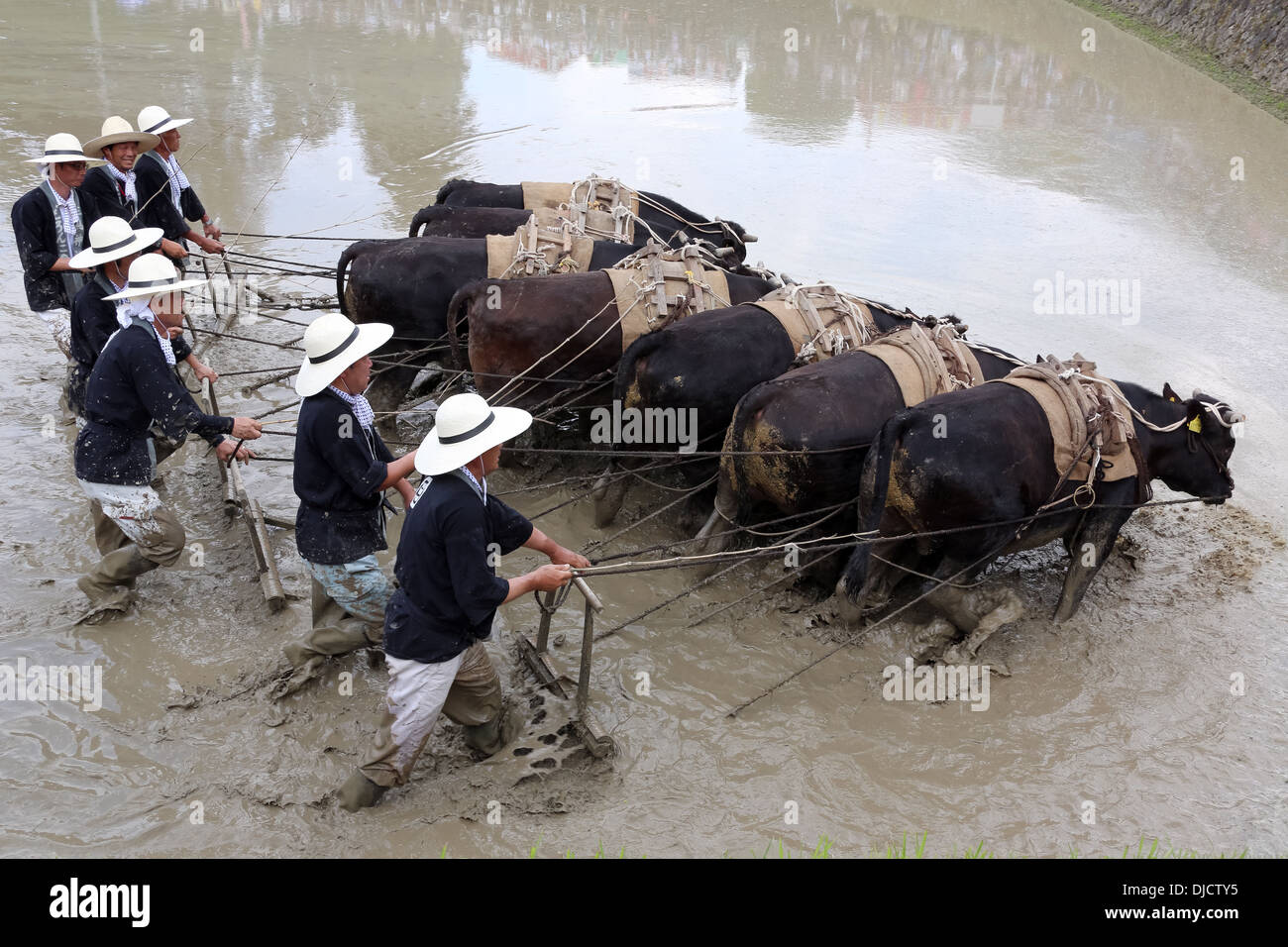 Japanese peasant plowing paddy field, using power of buffalo Stock ...