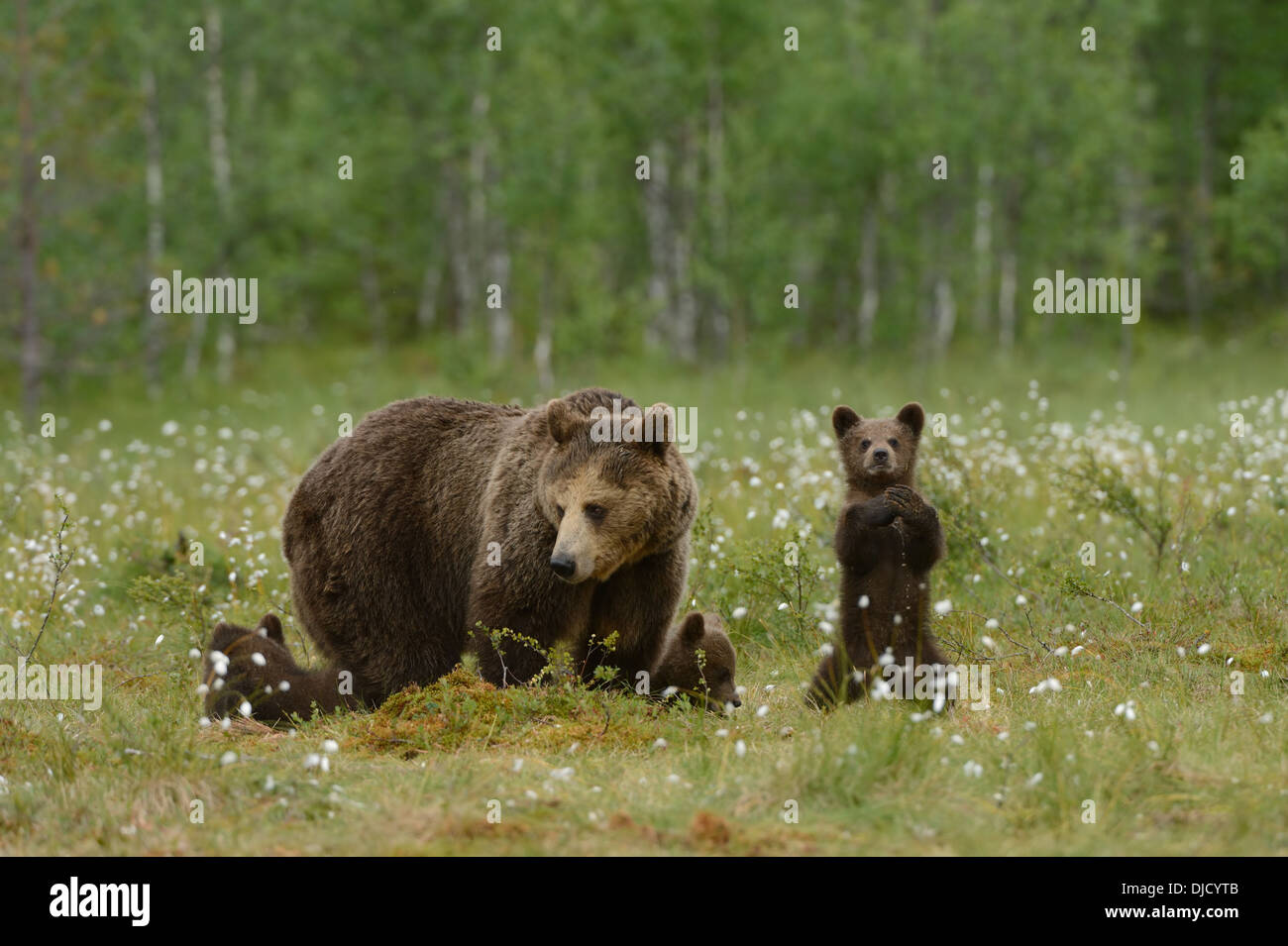 Female Brown Bear with her cubs in a swamp with the forest in the ...