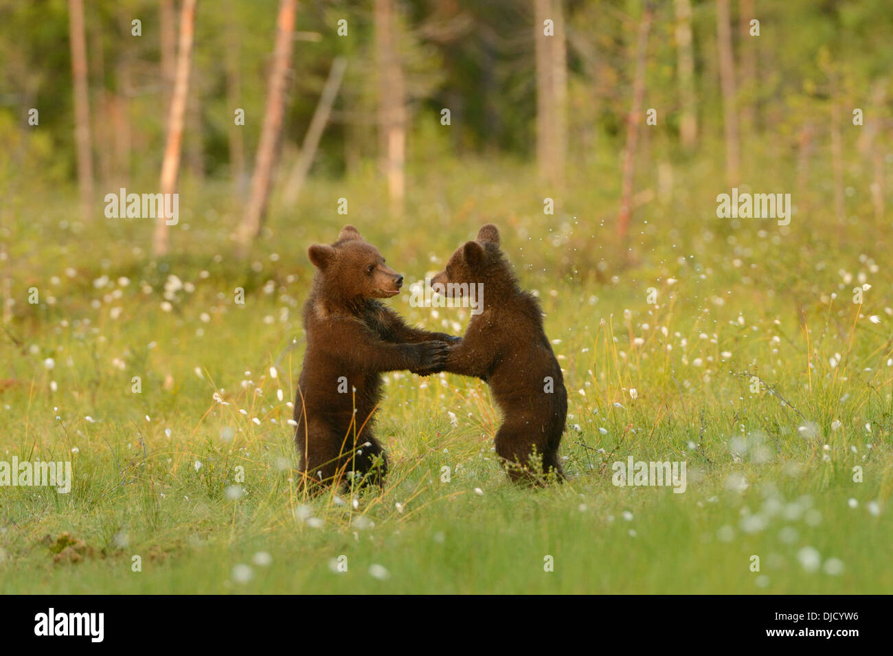 Female Brown Bear with her cubs in a swamp with the forest in the ...