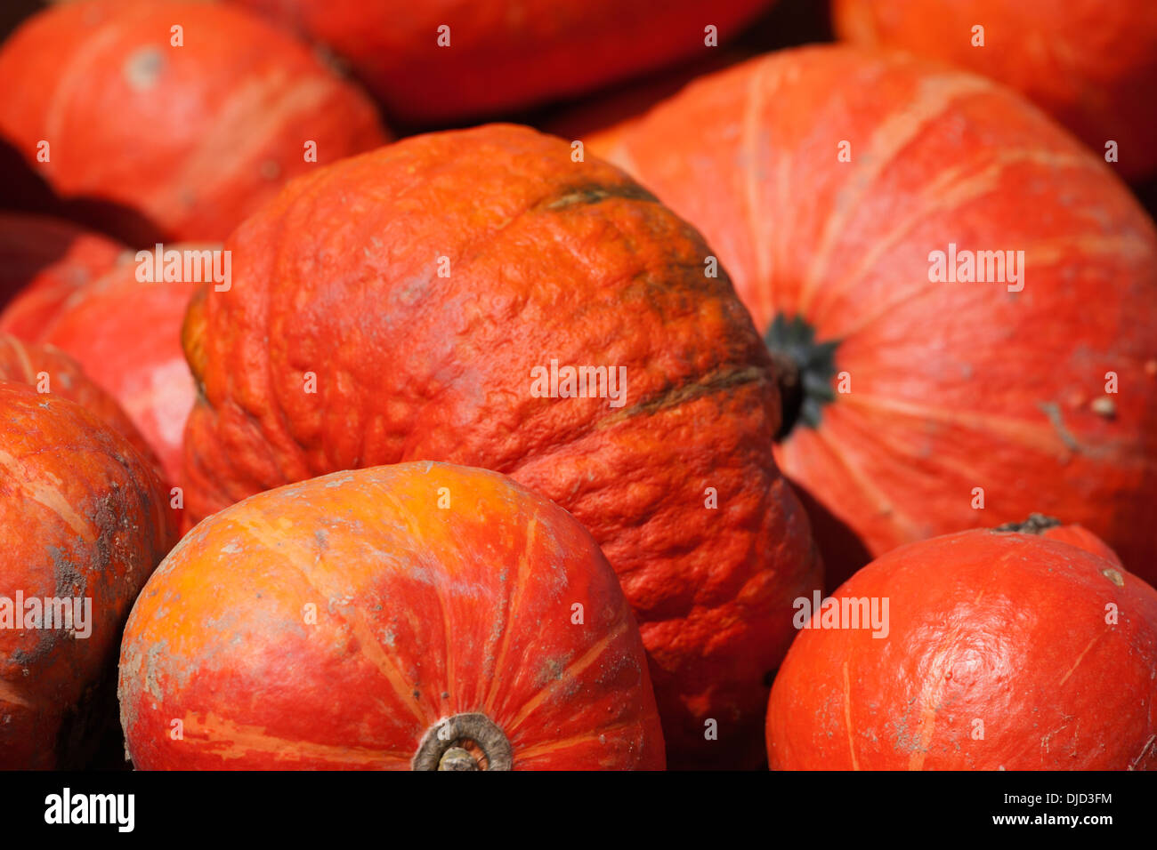 Hokkaido pumpkins (Cucurbita maxima), close-up Stock Photo - Alamy