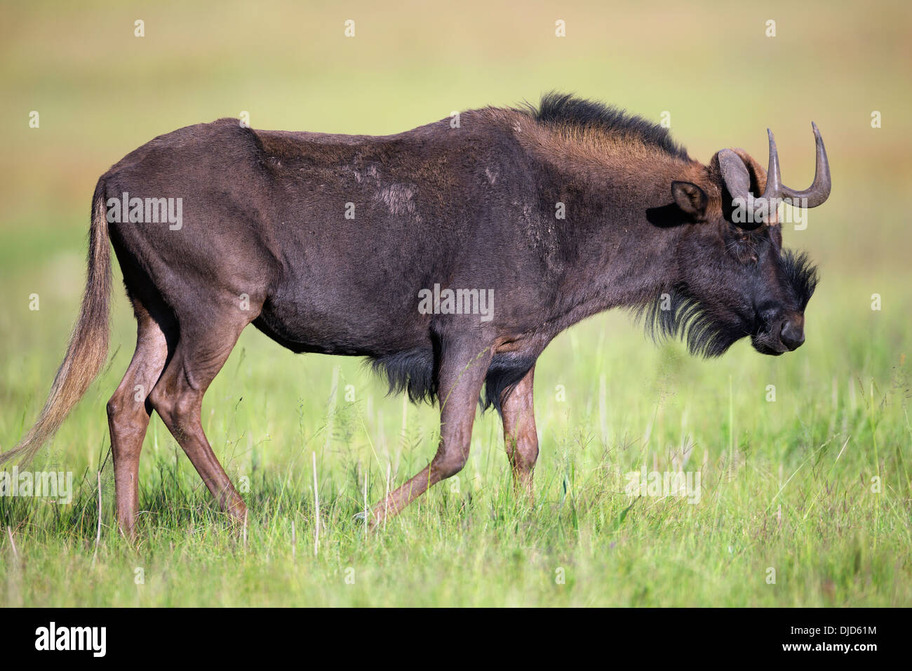 Black wildebeest is also knows as a white-tailed gnu.They are endemic to the southern part of Africa. Stock Photo