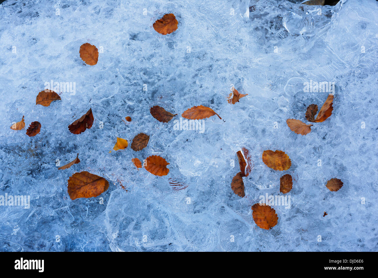 Frozen stream with autum leaves on the ice.Patagonia.Chile Stock Photo