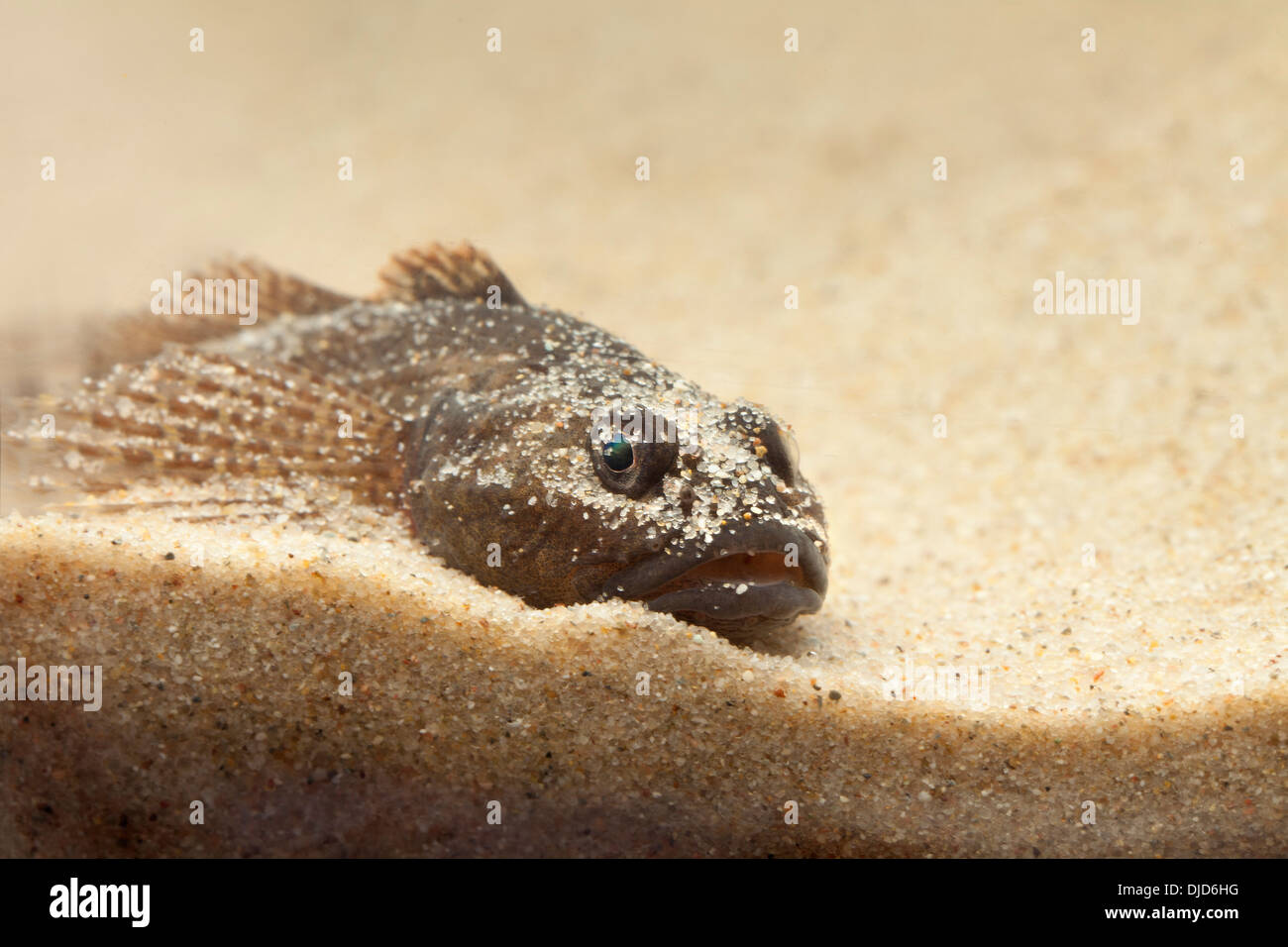 Cottus perifretum fish on sand Stock Photo Alamy