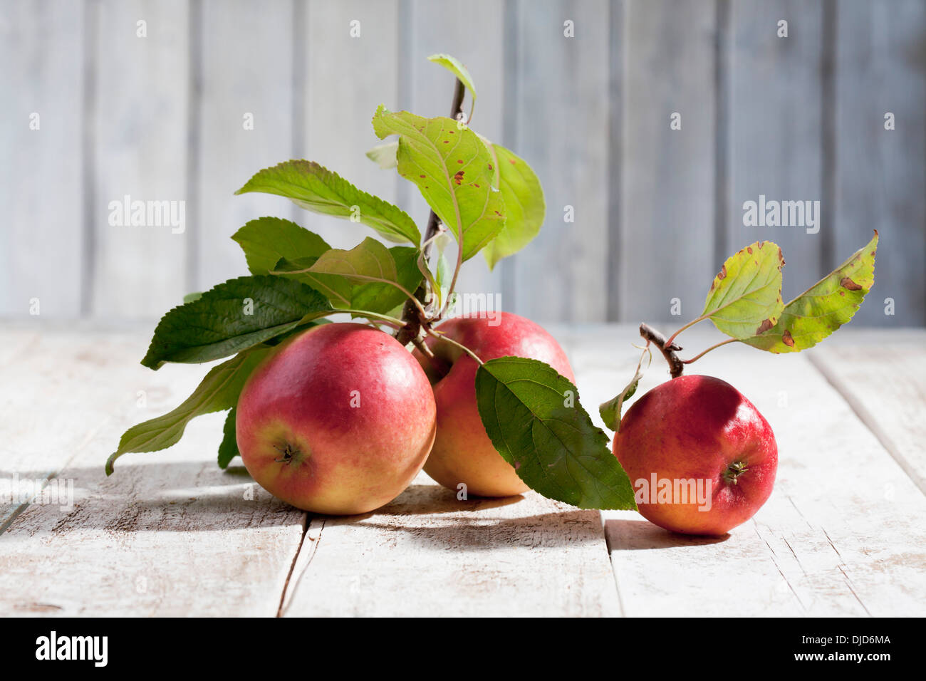 https://c8.alamy.com/comp/DJD6MA/organic-apples-on-twig-DJD6MA.jpg