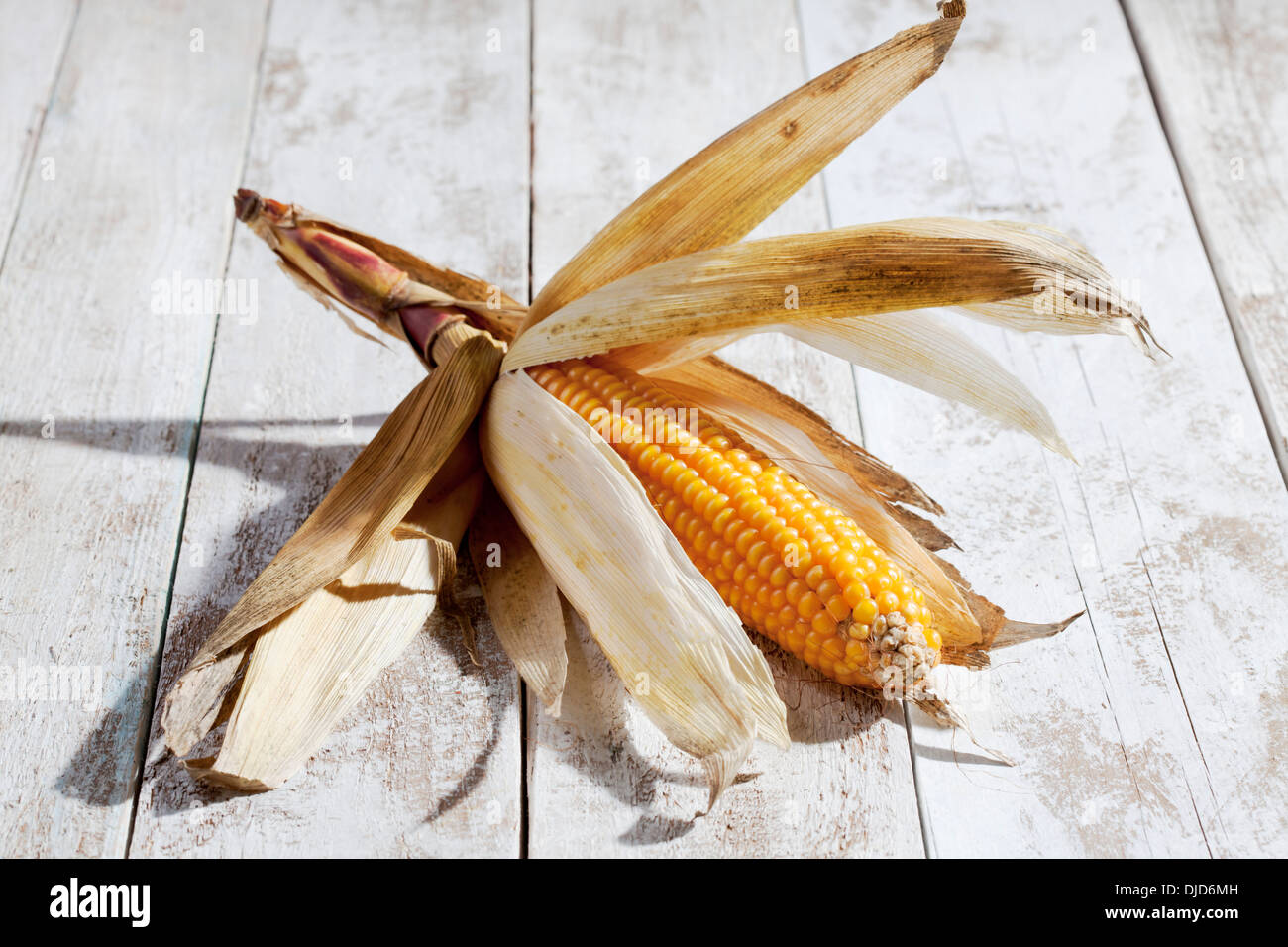 Corn cob Stock Photo