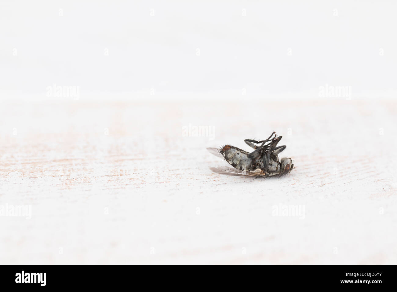 Dead housefly (Musca domestica) on white wooden table, studio shot Stock Photo