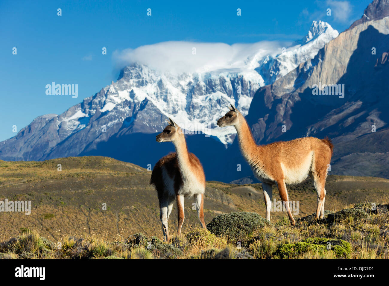 Two Guanacos(Lama guanicoe) standing on the hillside with Torres del Paine mountains in the background.Patagonia.Chile Stock Photo