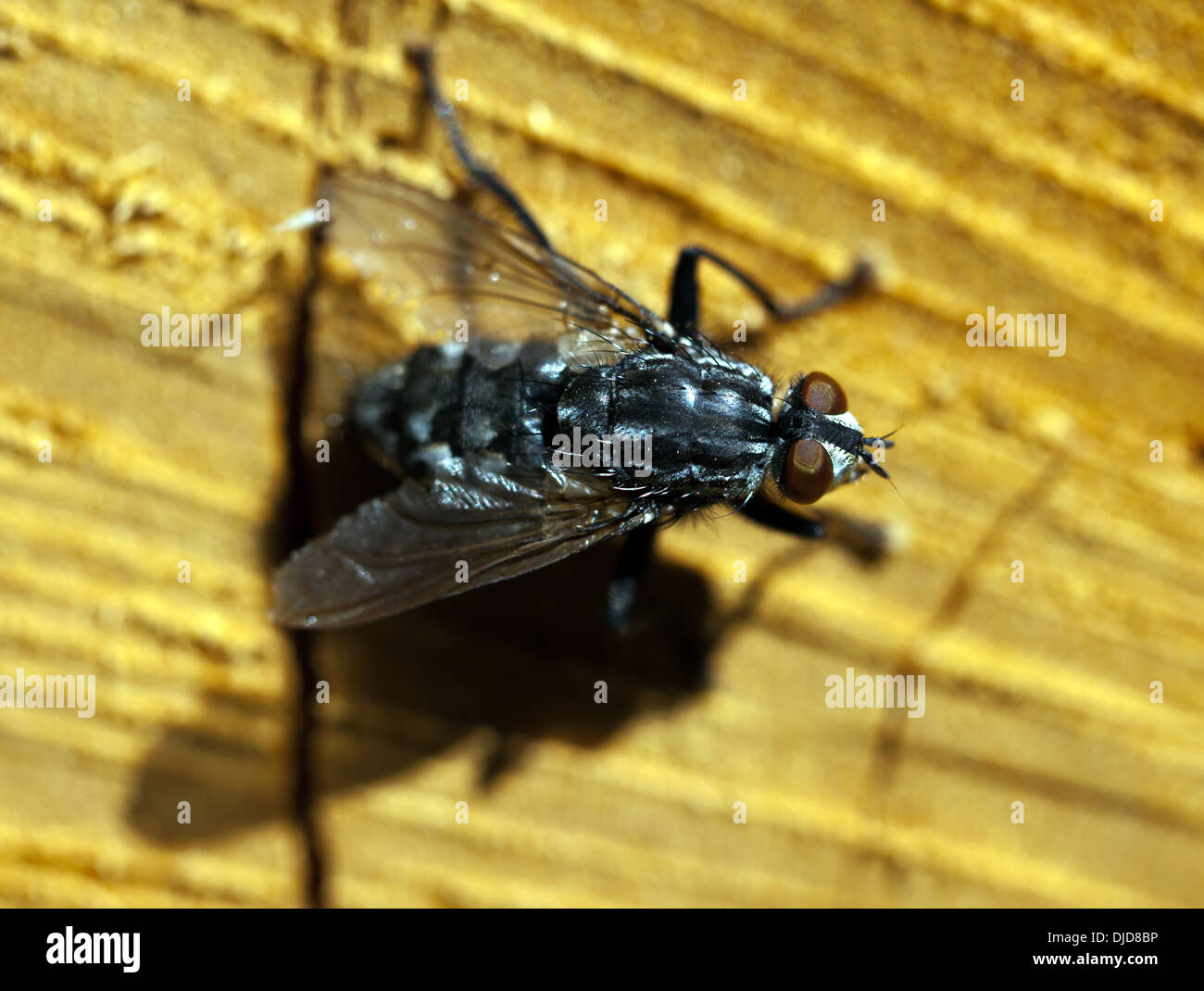 Kleg hi-res stock photography and images - Alamy