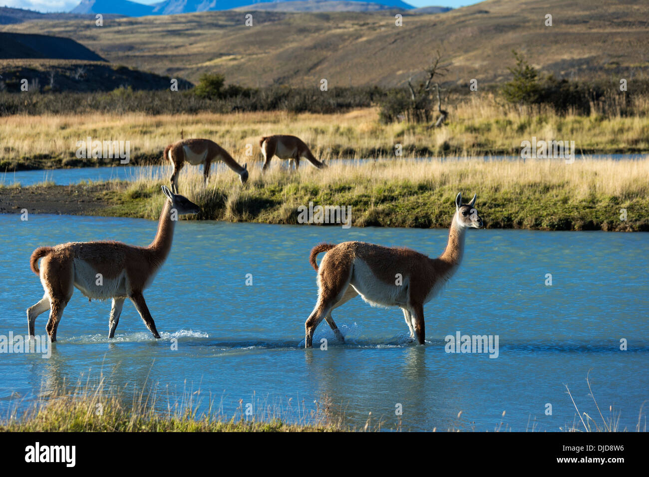 Two Guanacos(Lama guanicoe)crossing a river in Torres del Paine National Park.Patagonia.Chile Stock Photo
