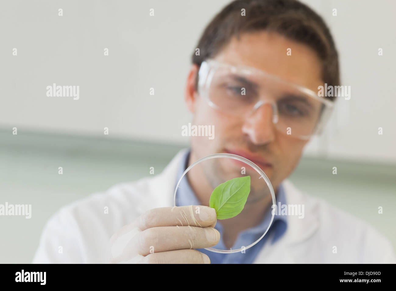 Handsome young scientist looking at a petri dish containing a leaf Stock Photo