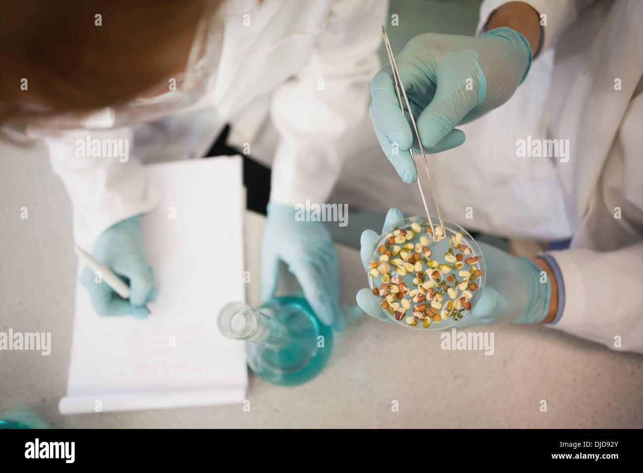 Two scientists wearing lab coats working with a petri dish and en erlenmeyer flask Stock Photo