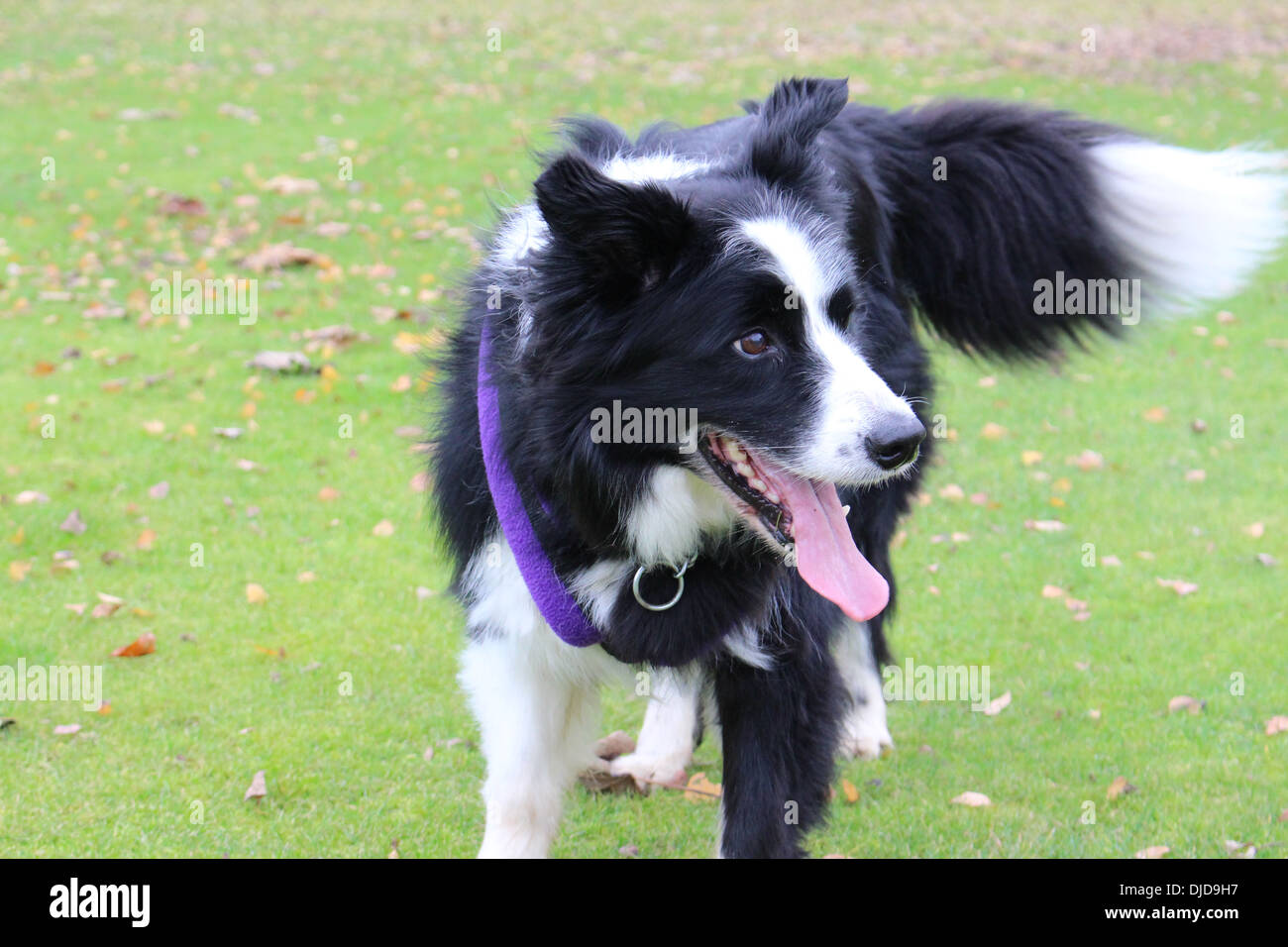 border collie harness