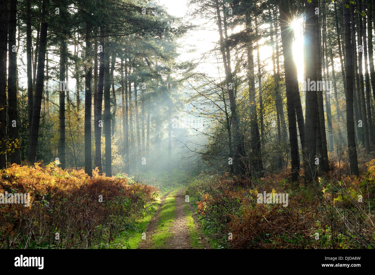 Sherwood Pines, Notts, UK. 27th Nov, 2013. Autumnal morining sunlight illuminates the woodland floor and brings out the autumn colours. Credit:  Ian Francis/Alamy Live News Stock Photo