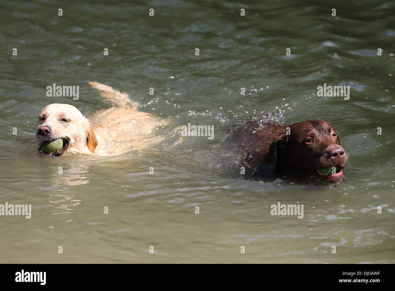 DOGS SWIMMING IN RIVER THE RIVER CAM IN CAMBRIDGE Stock Photo Alamy