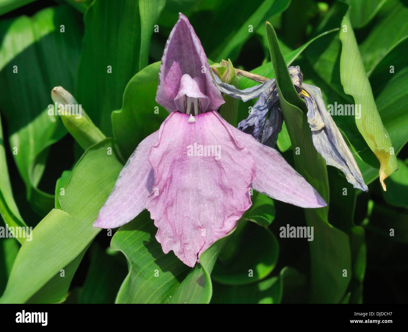 Roscoea humeana flower Member of the Ginger family from China Stock Photo