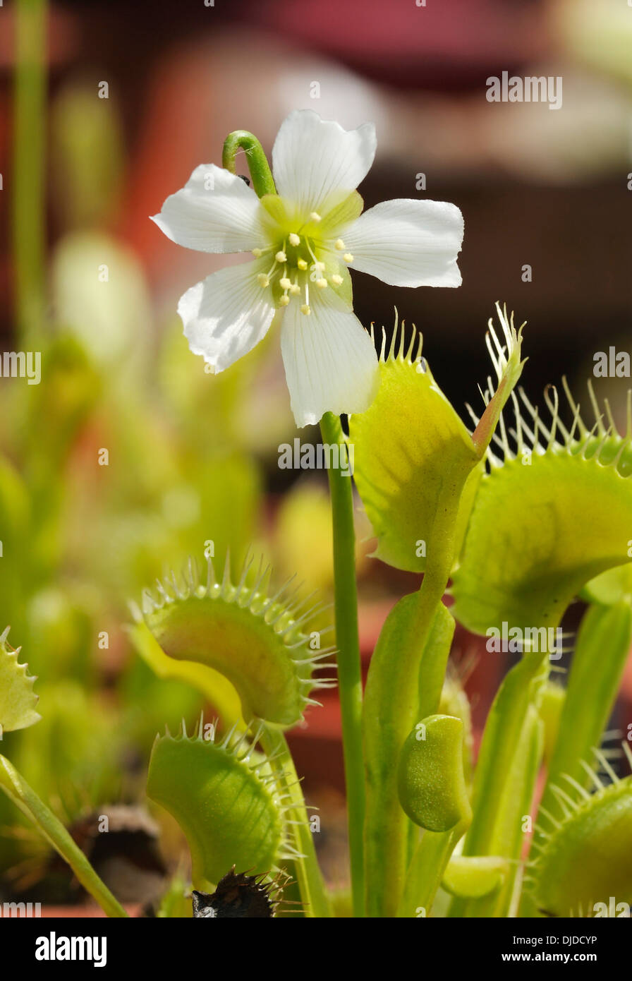 Venus Flytrap - Dionaea muscipula Leaves and flower Stock Photo