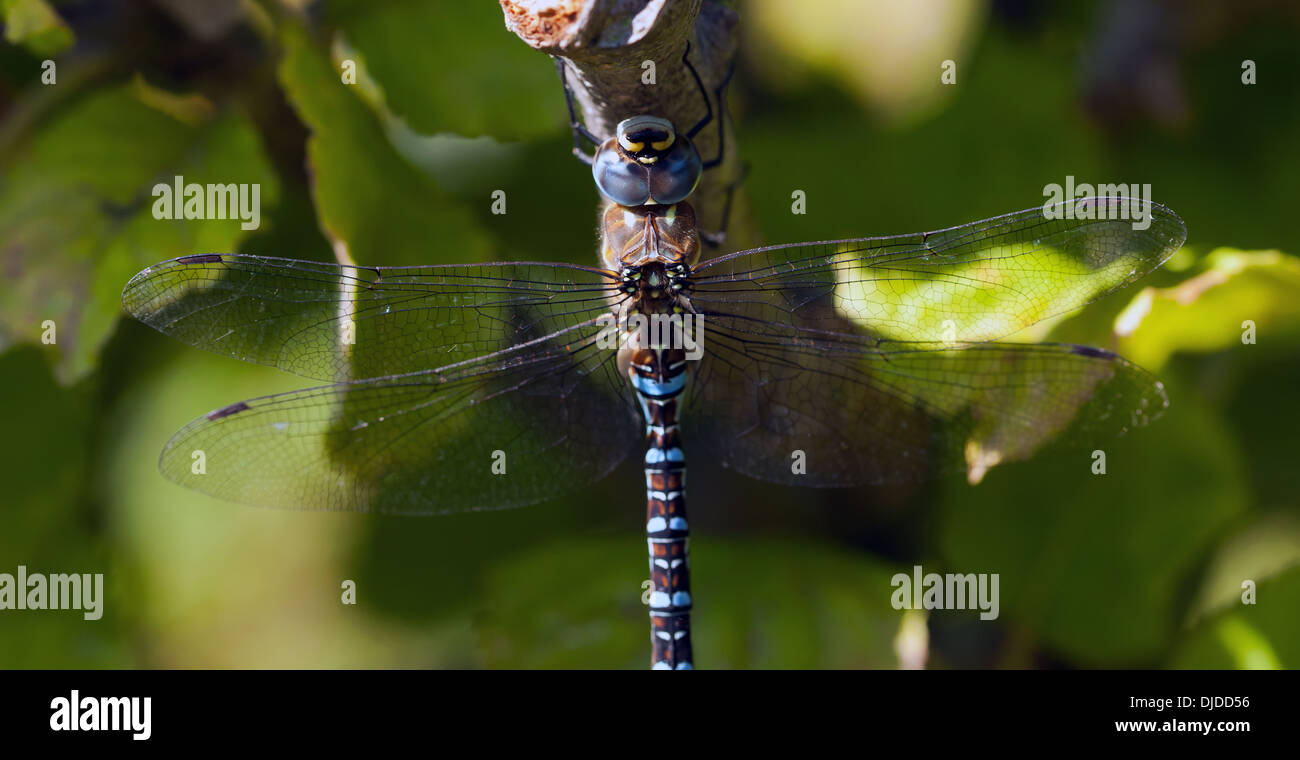 Macro image of a large blue Dragonfly, in the Kitchen Garden, Walmer Castle, Walmer, Deal, Kent, UK. Stock Photo