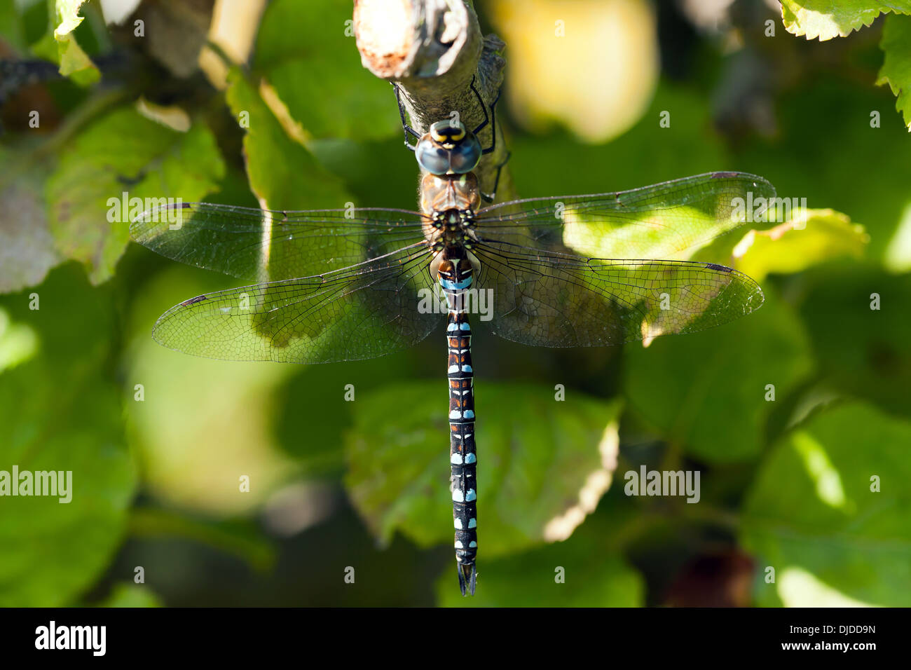 Macro image of a large blue Dragonfly, in the Kitchen Garden, Walmer Castle, Walmer, Deal, Kent, UK. Stock Photo