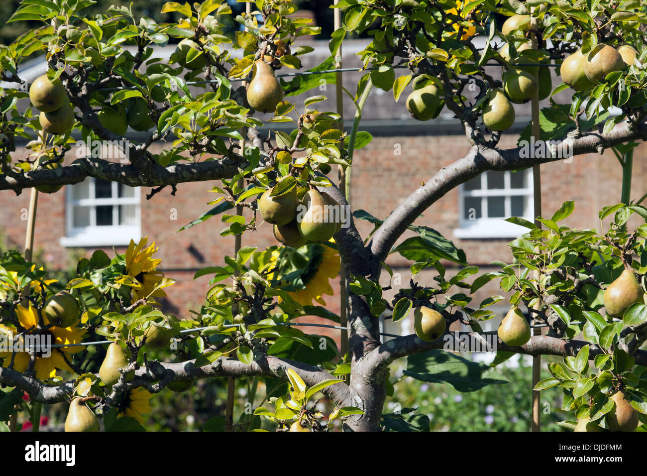 Close-up view of a Pear Tree Espalier growing in the  kitchen Garden of Walmer Castle, Walmer, Deal, Kent, UK. Stock Photo