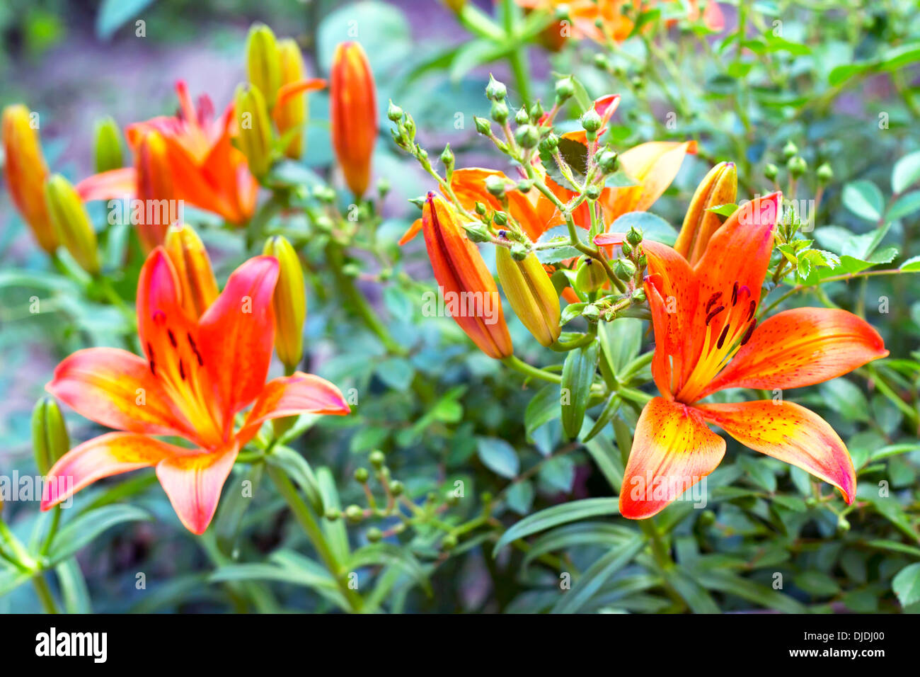 orange lilies blooming on a bed of flowers Stock Photo