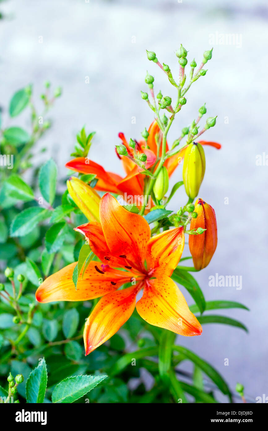 orange lilies blooming on a bed of flowers Stock Photo