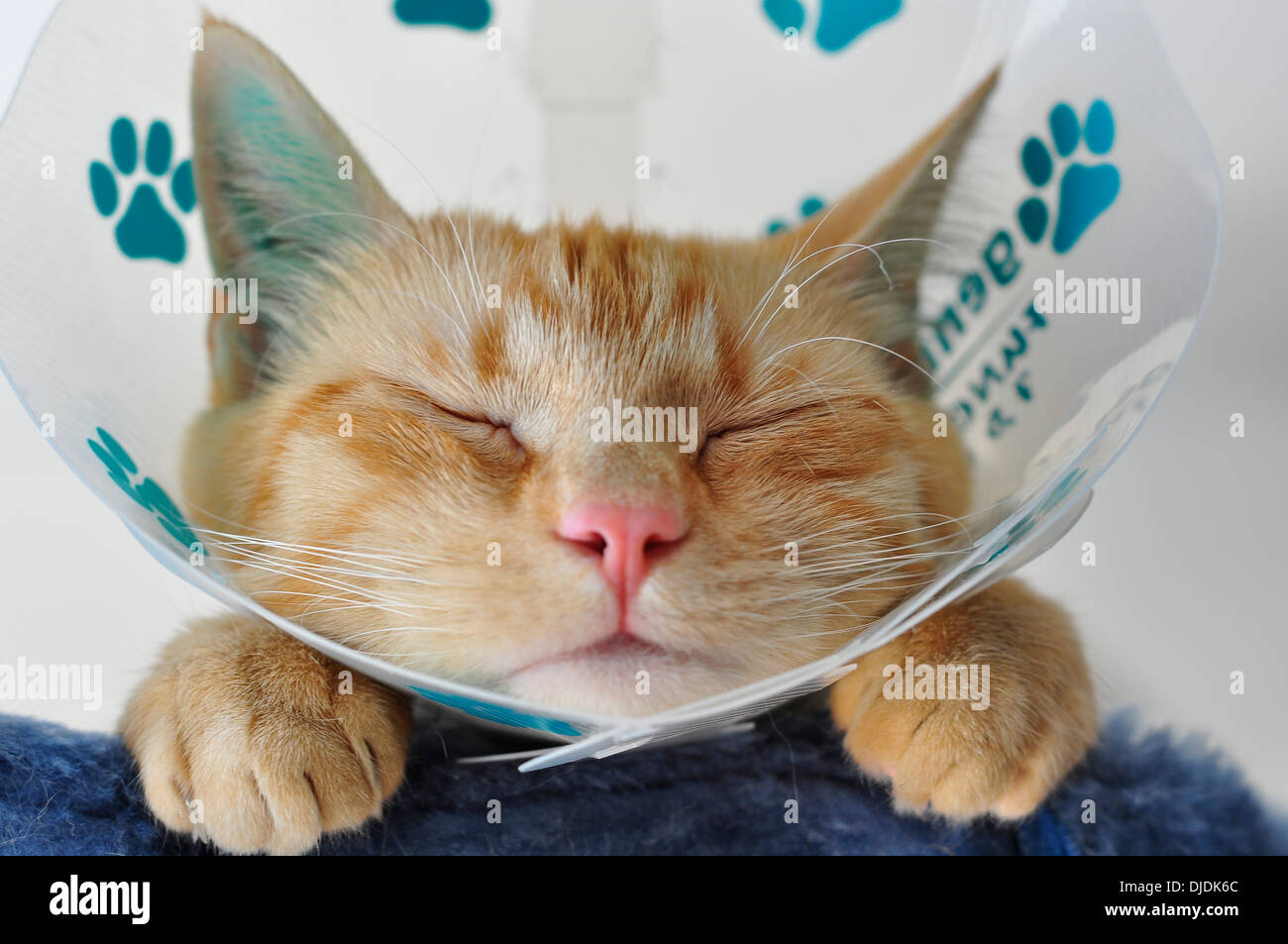 Cat elizabethan collar hires stock photography and images Alamy