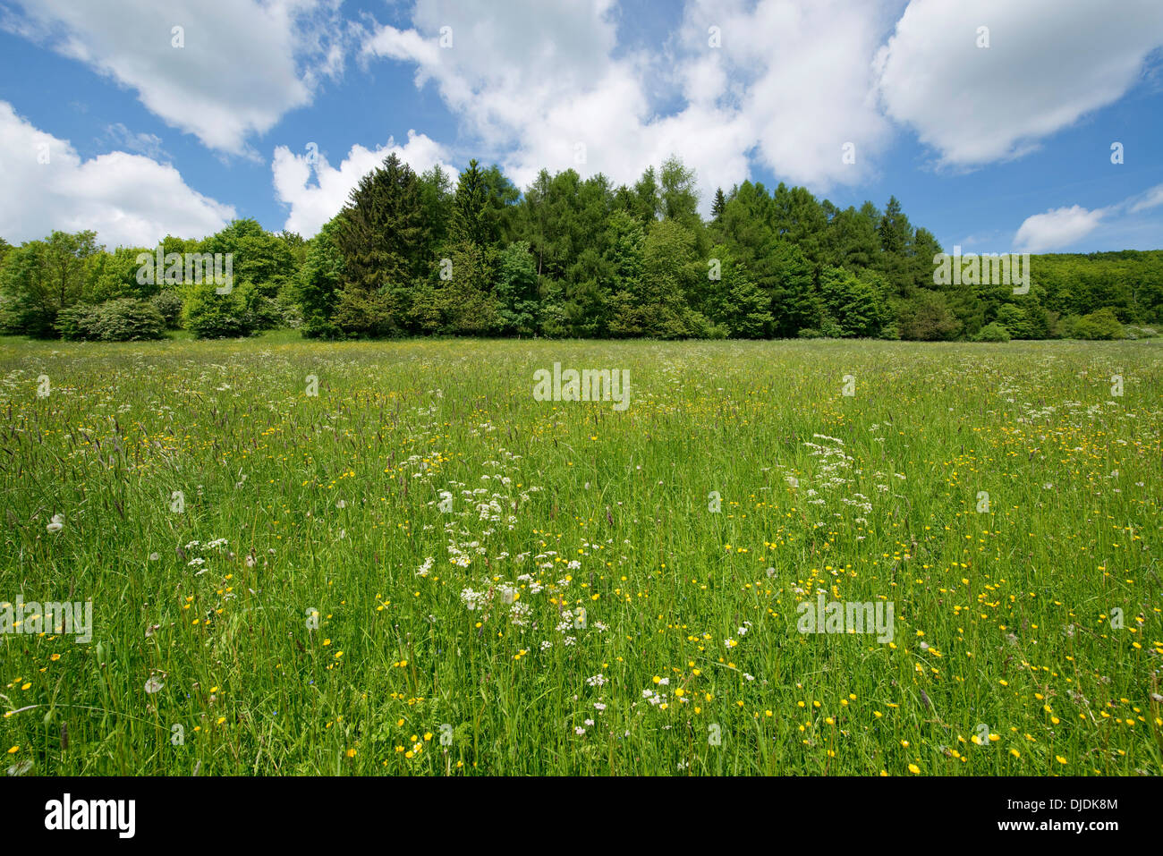Flowering meadow, Thuringia, Germany Stock Photo