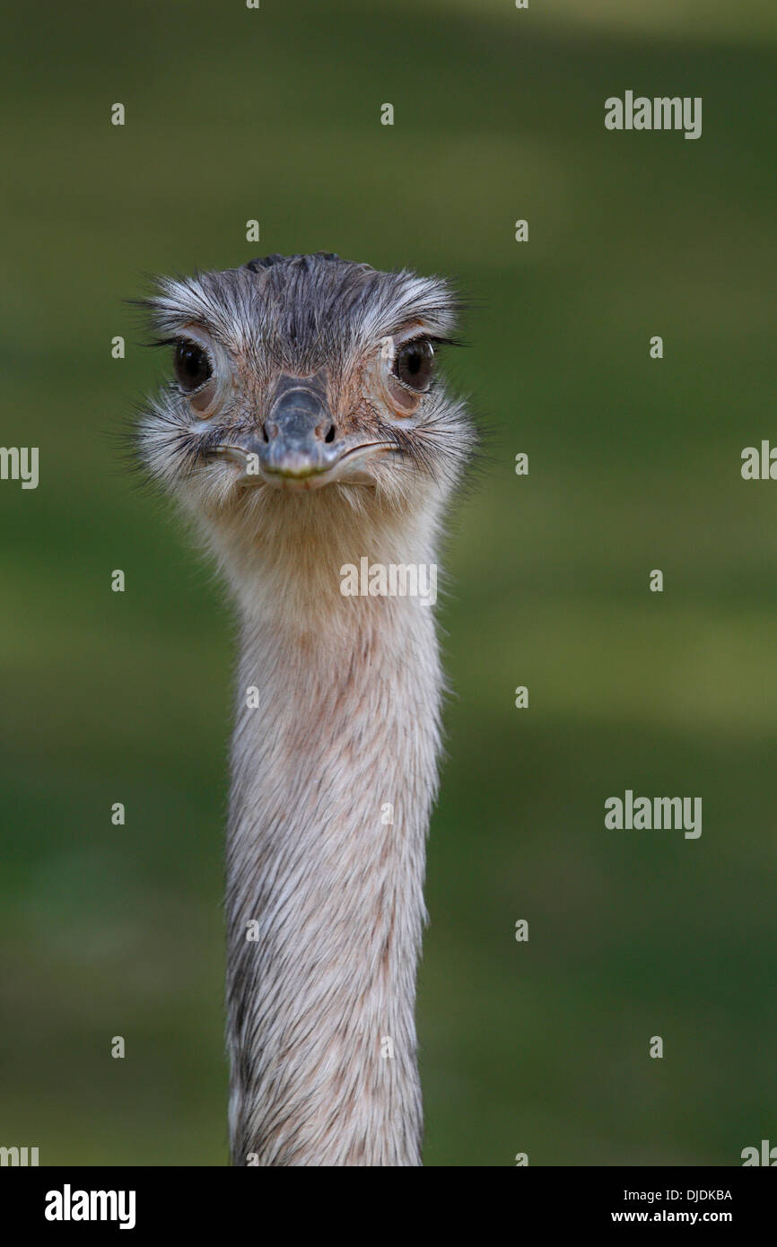 African Ostrich (Struthio camelus), head Stock Photo