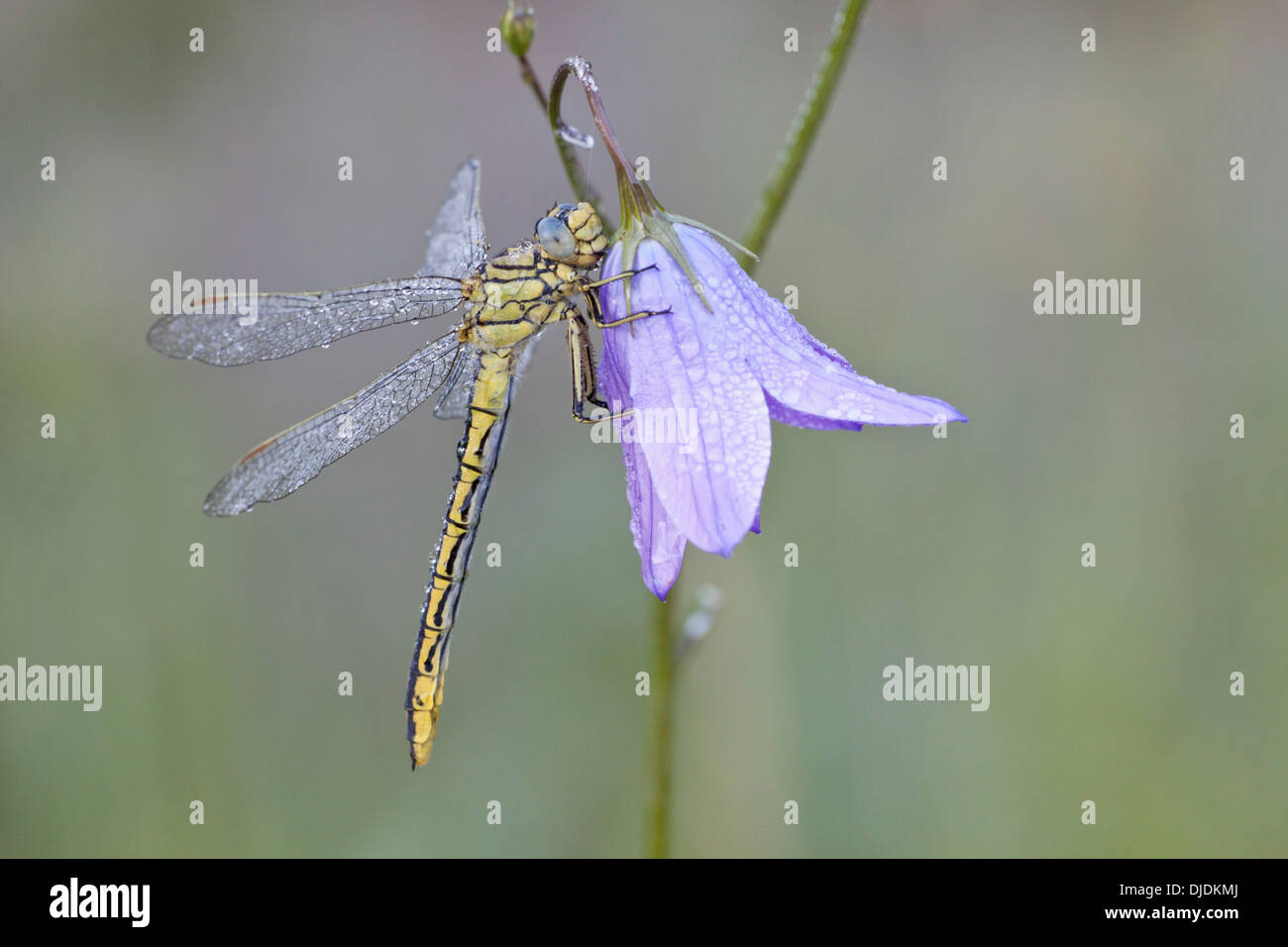 Western Clubtail (Gomphus pulchellus) on a Spreading Bellflower (Campanula patula), North Hesse, Hesse, Germany Stock Photo