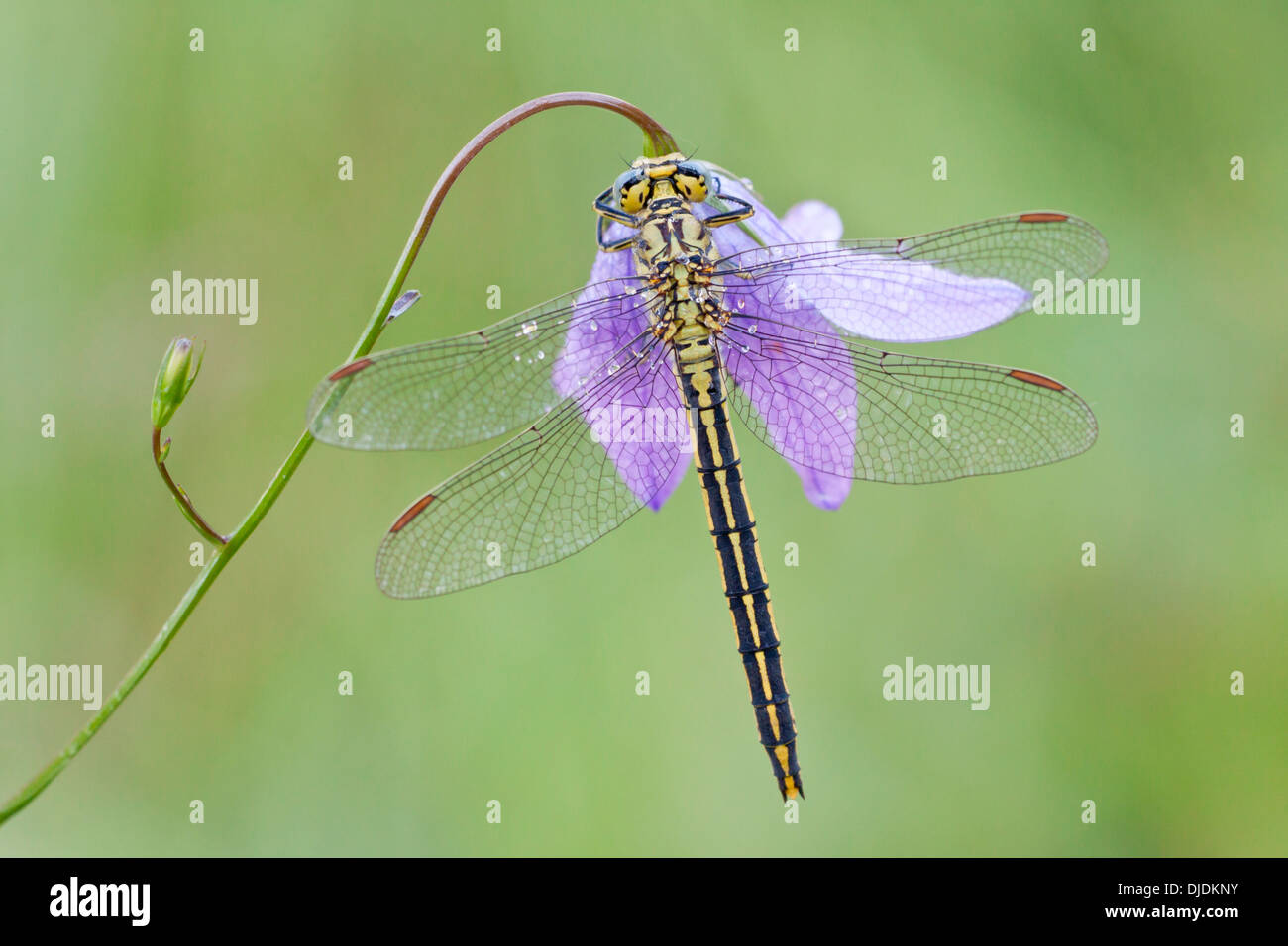 Western Clubtail (Gomphus pulchellus) on a Spreading Bellflower (Campanula patula), North Hesse, Hesse, Germany Stock Photo