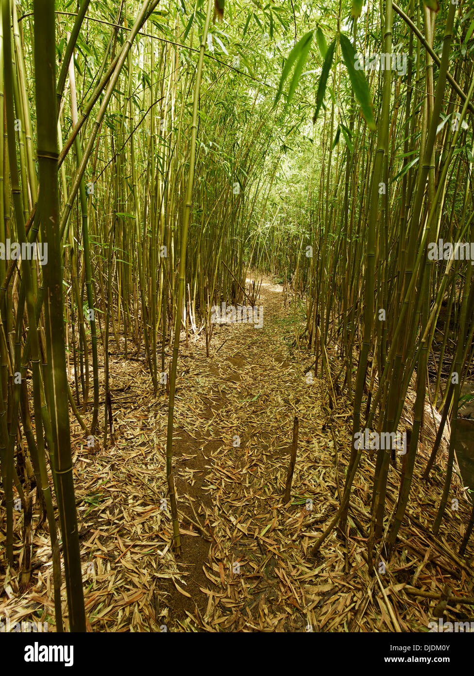 Bamboo Forest, Maui, Hawaii, USA Stock Photo Alamy