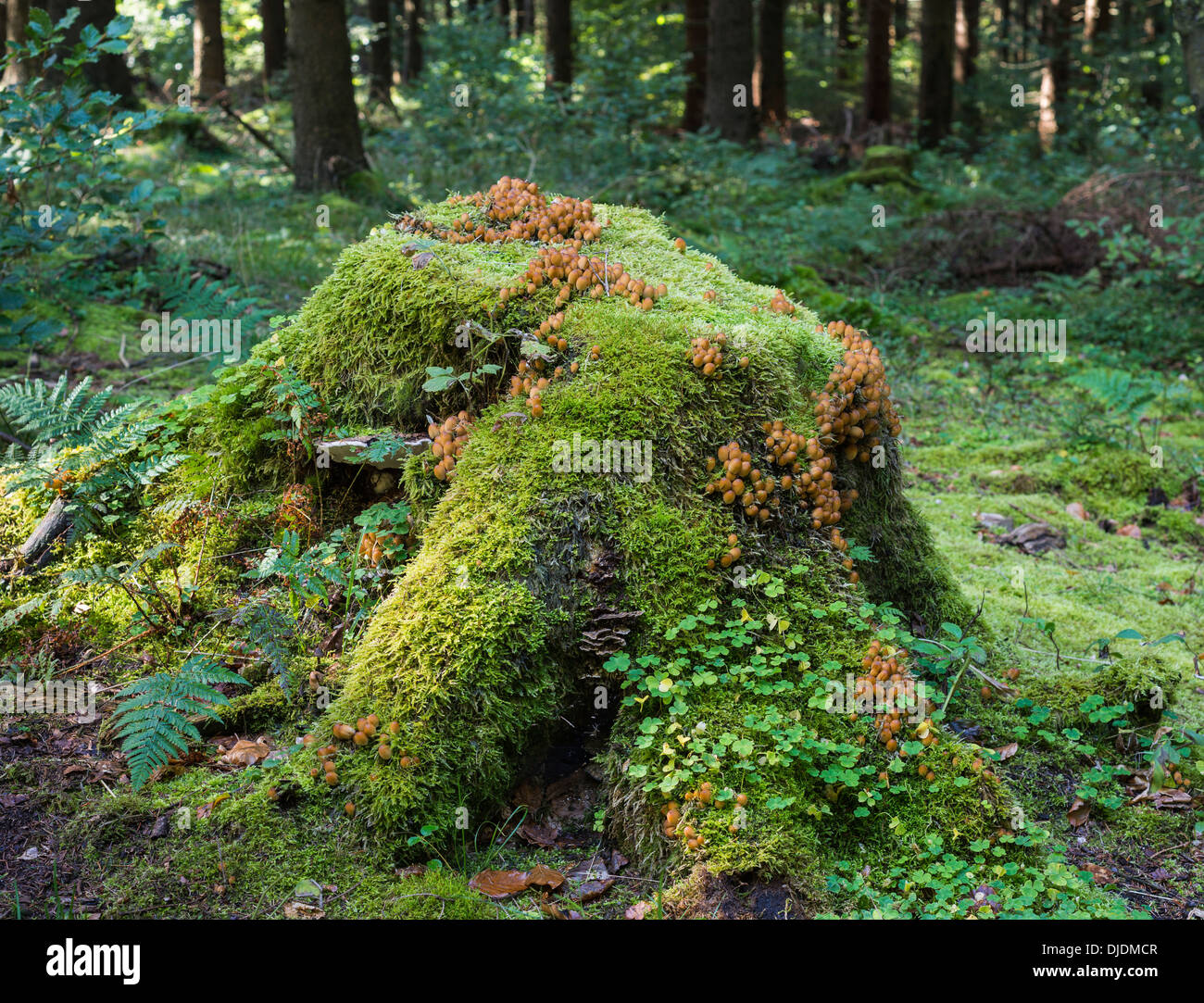 Tree stump in the forest, host for mosses (Bryophyta), clover (Trifolium), ferns, Male Fern (Dryopteris filix-mas) and Stock Photo