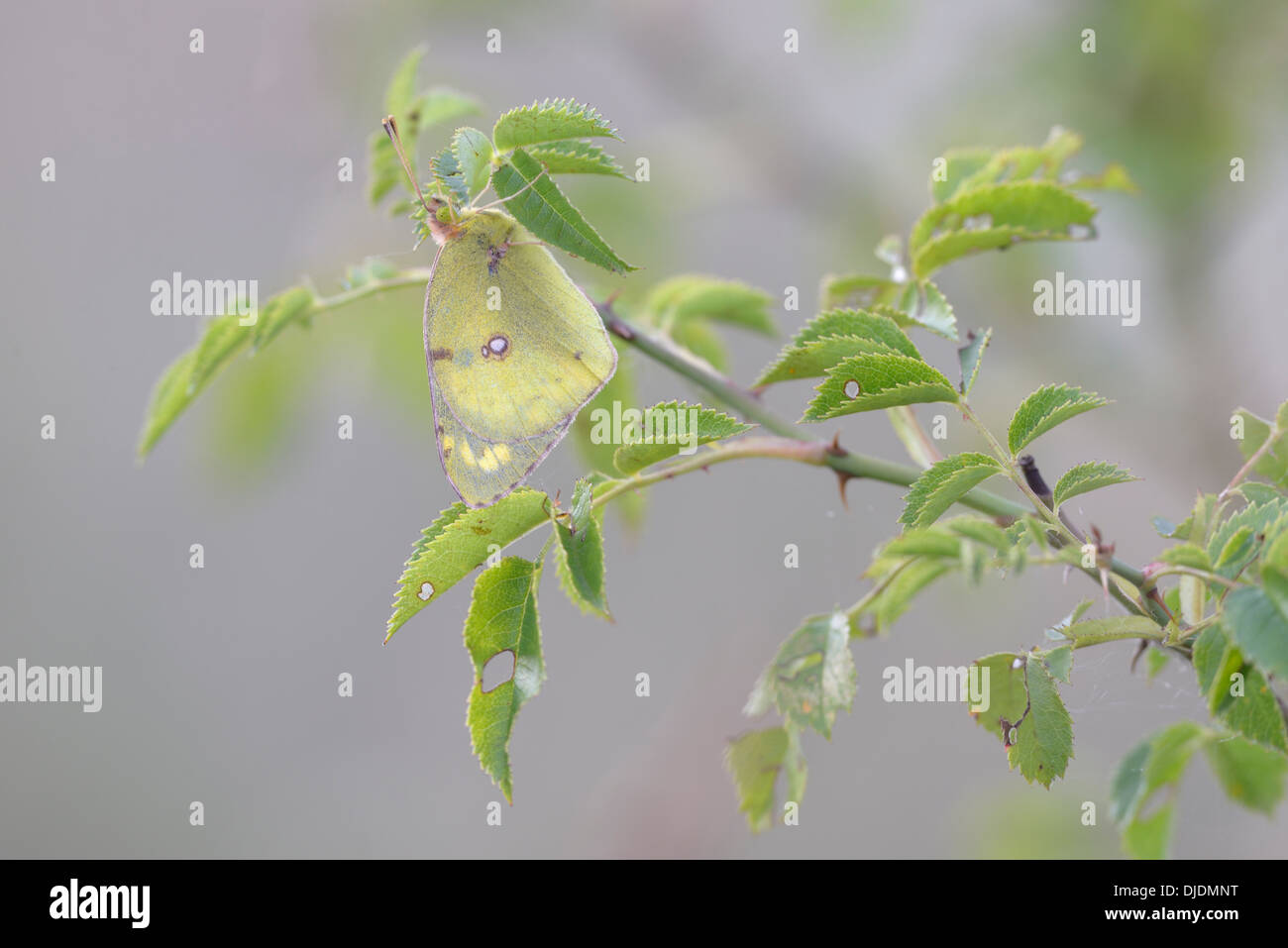 Pale Clouded Yellow (Colias hyale), Thuringia, Germany Stock Photo
