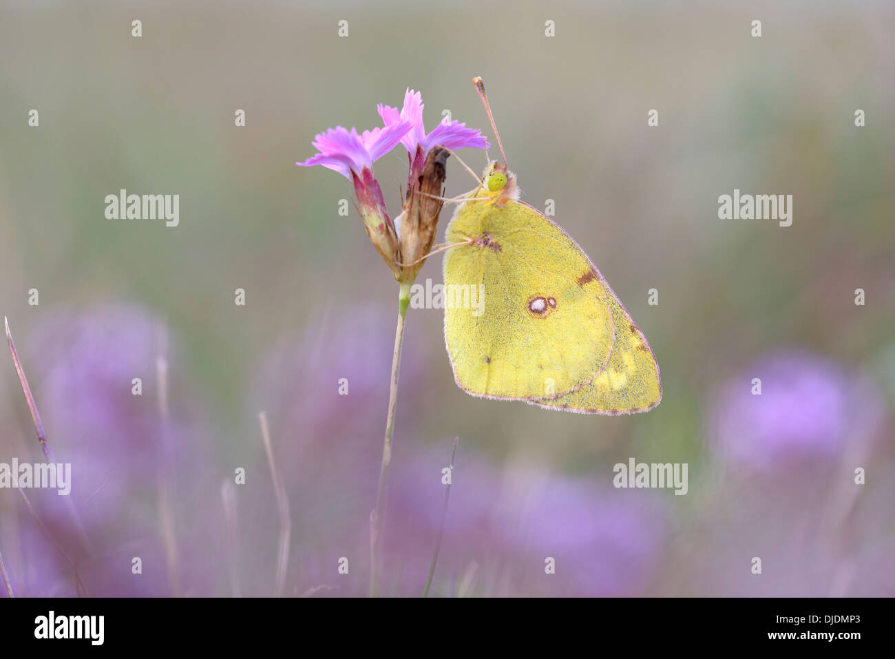 Pale Clouded Yellow (Colias hyale), Thuringia, Germany Stock Photo