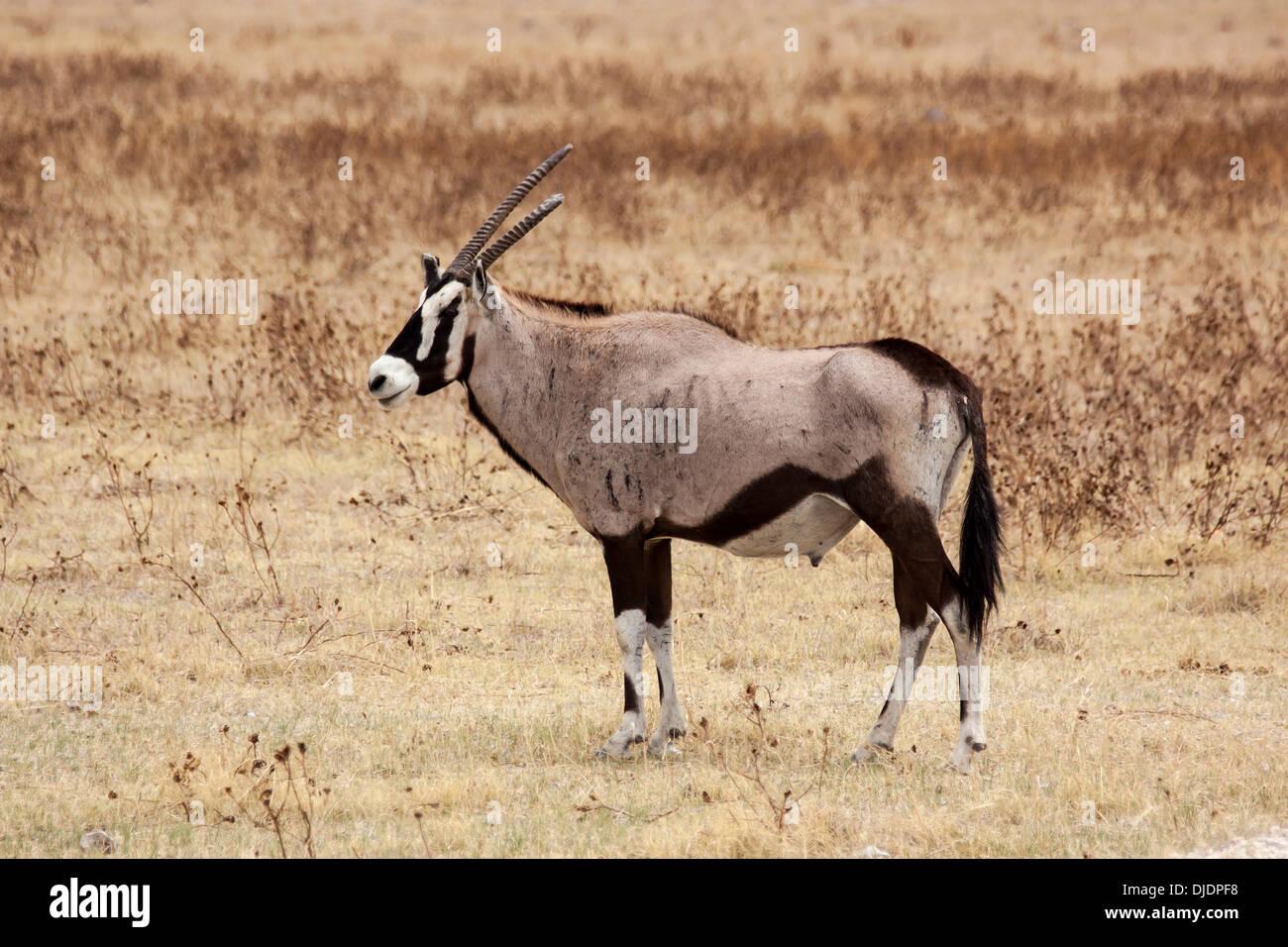 Gemsbok (Oryx gazella), Namutoni, Etosha National Park, Namibia Stock Photo