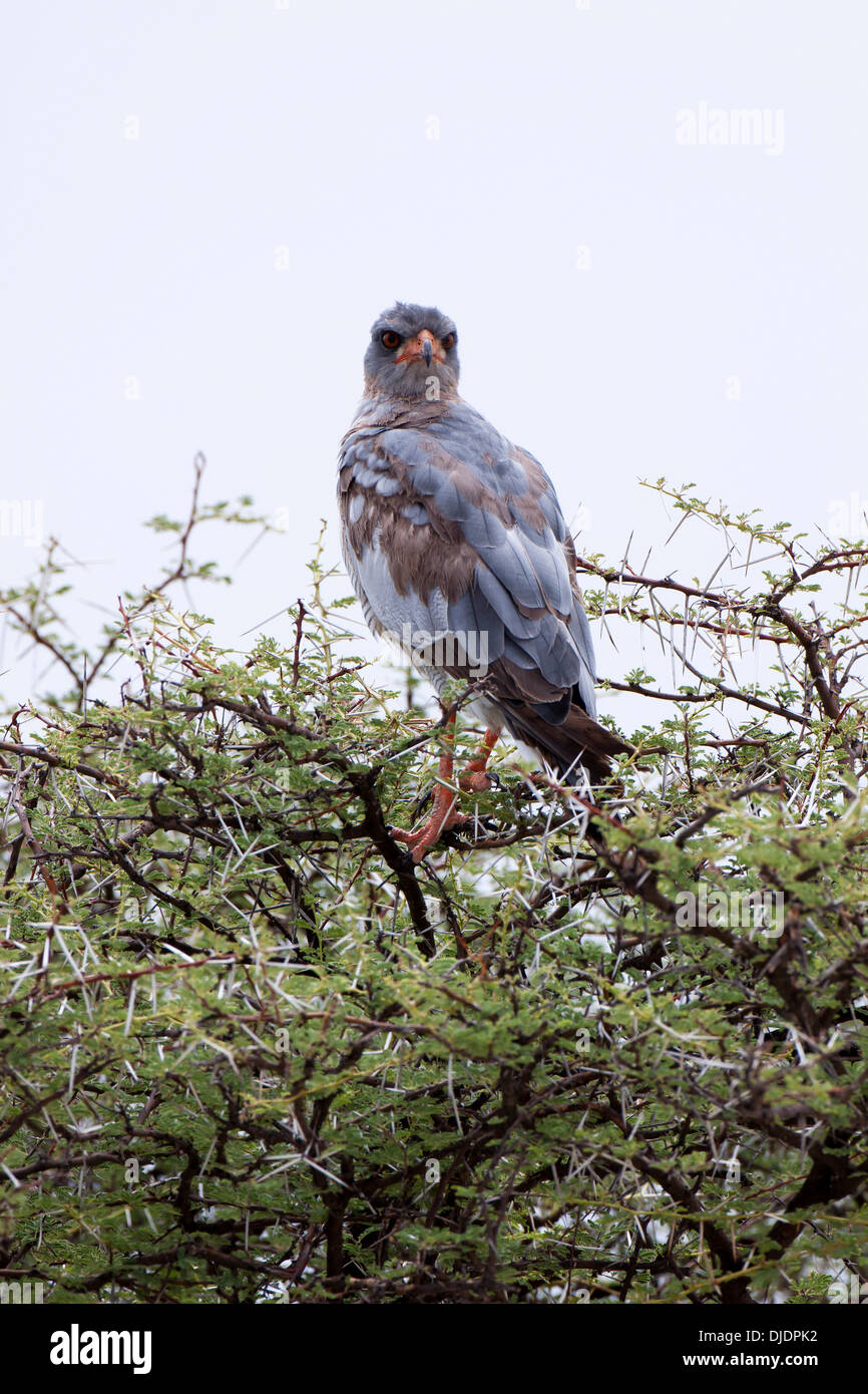 Pale Chanting Goshawk (Melierax canorus) on perch, Namutoni, Etosha National Park, Namibia Stock Photo