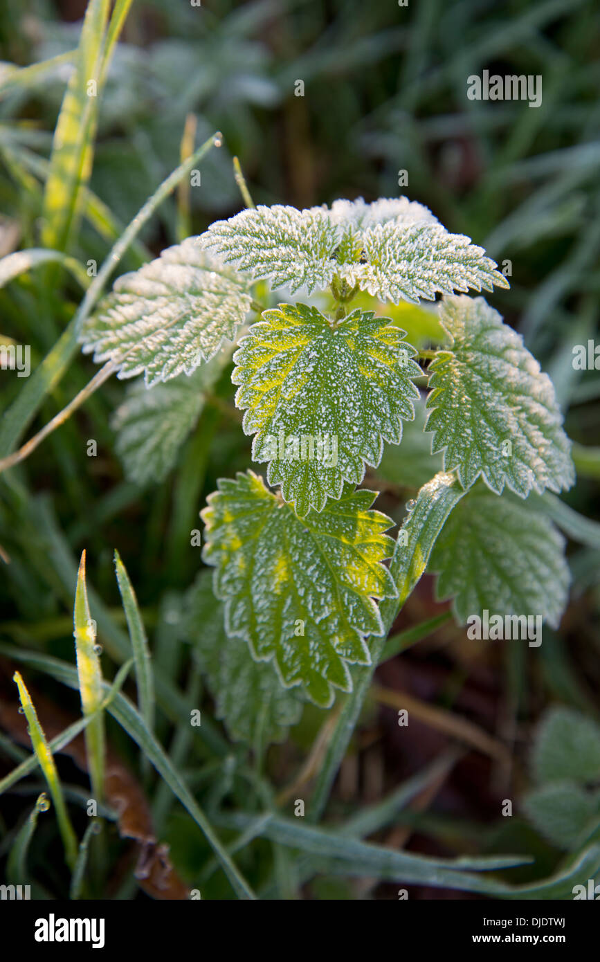 Lightly frosted young nettle plant in sunshine Stock Photo