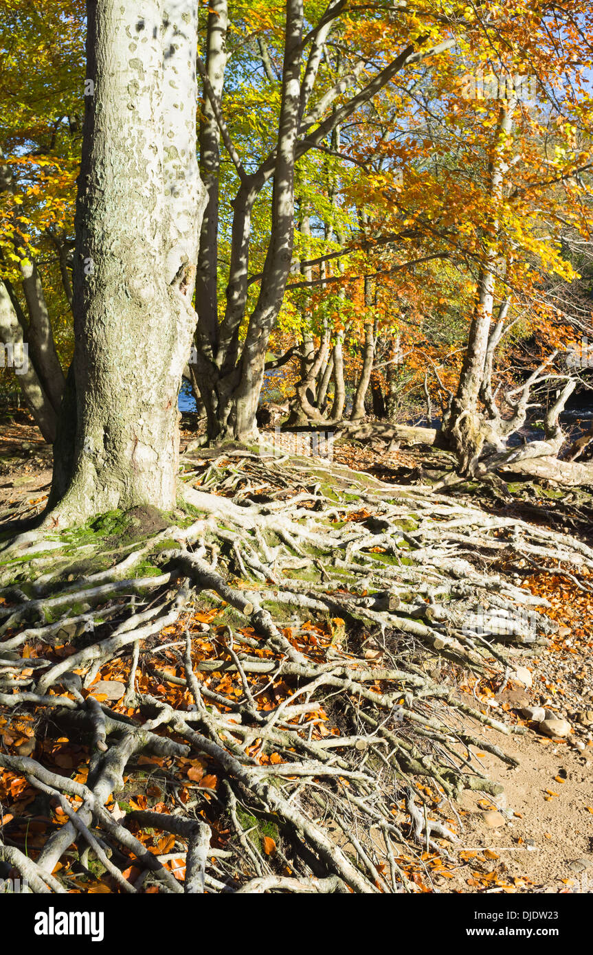 Beech trees and  exposed roots Stock Photo